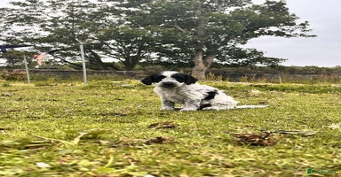 Cockapoo dogs - Advert 9