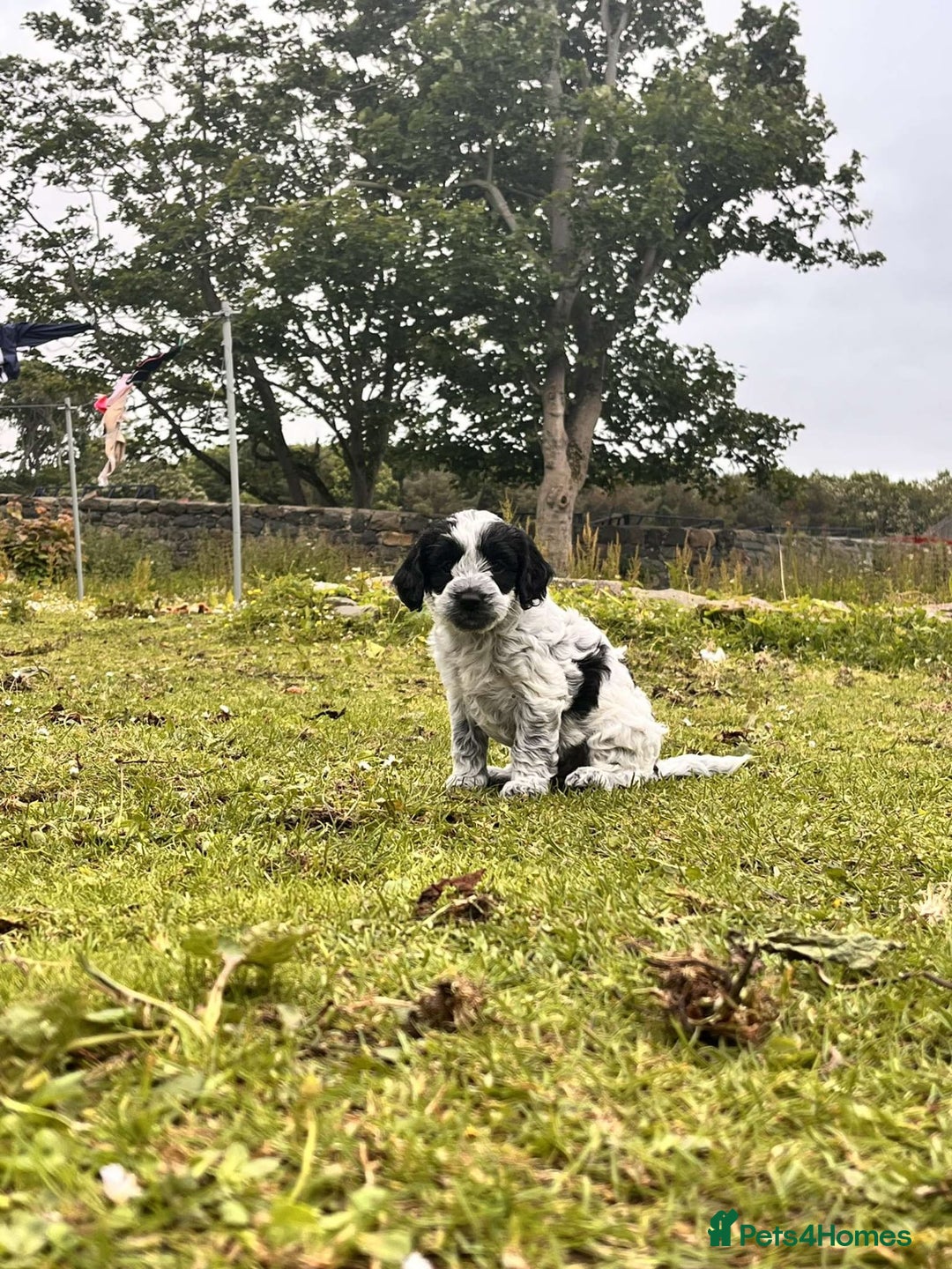 Cockapoo dogs for sale: Gorgeous Cockapoo puppies  - Image 2
