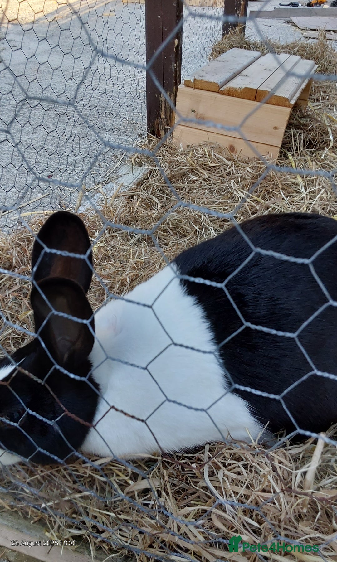 Mixed Breed rabbits for sale: 4 beautiful rabbits  - Image 3