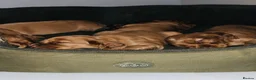 Cocker Spaniel dogs for sale: Dark Golden Cocker Spaniels  - Advert 7