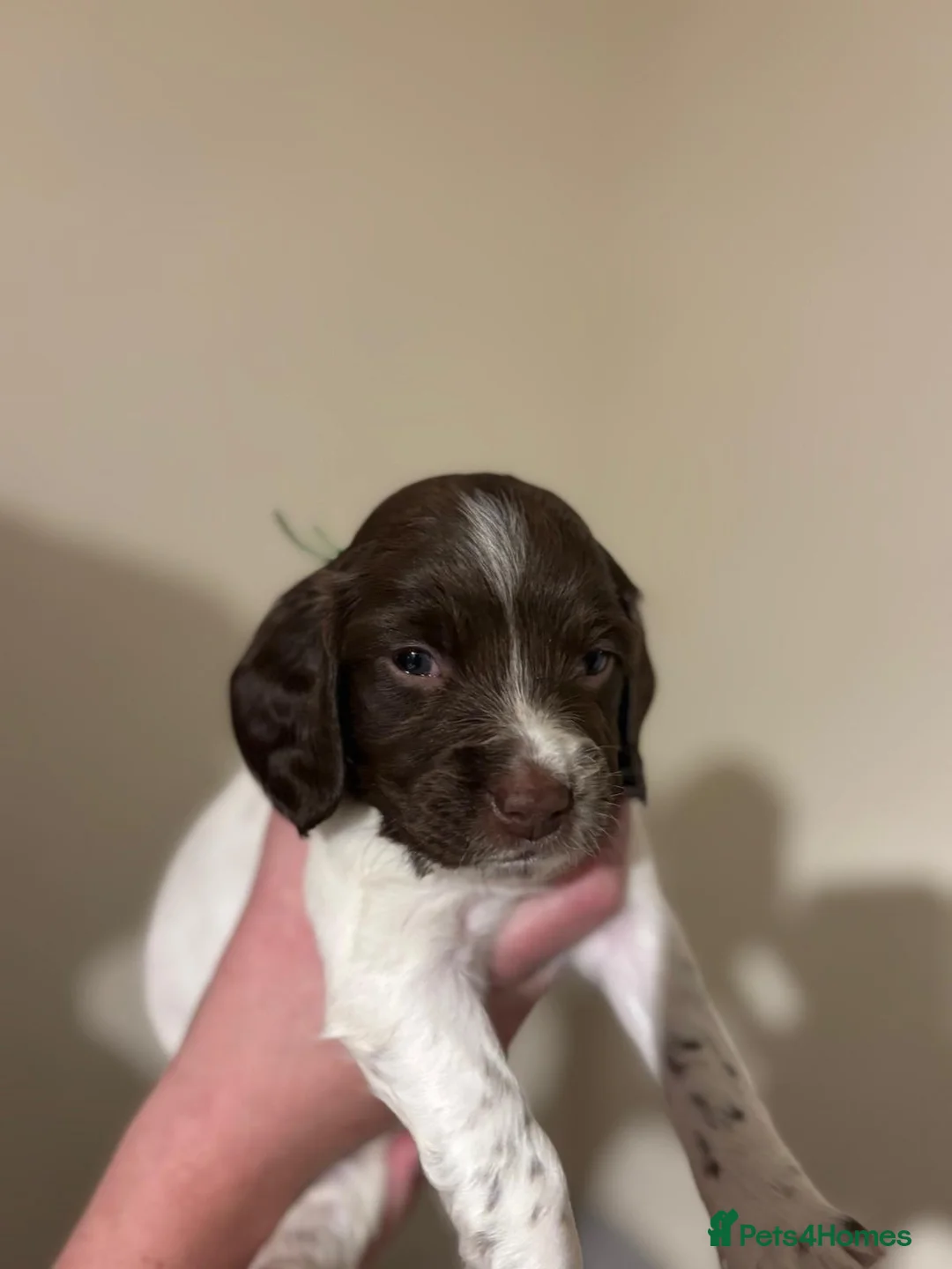 English Springer Spaniel dogs for sale: K.C registered ESS puppies, girls available  - Advert 3