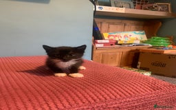 British Shorthair cats for sale: Beautiful kittensSOLD - Image 2