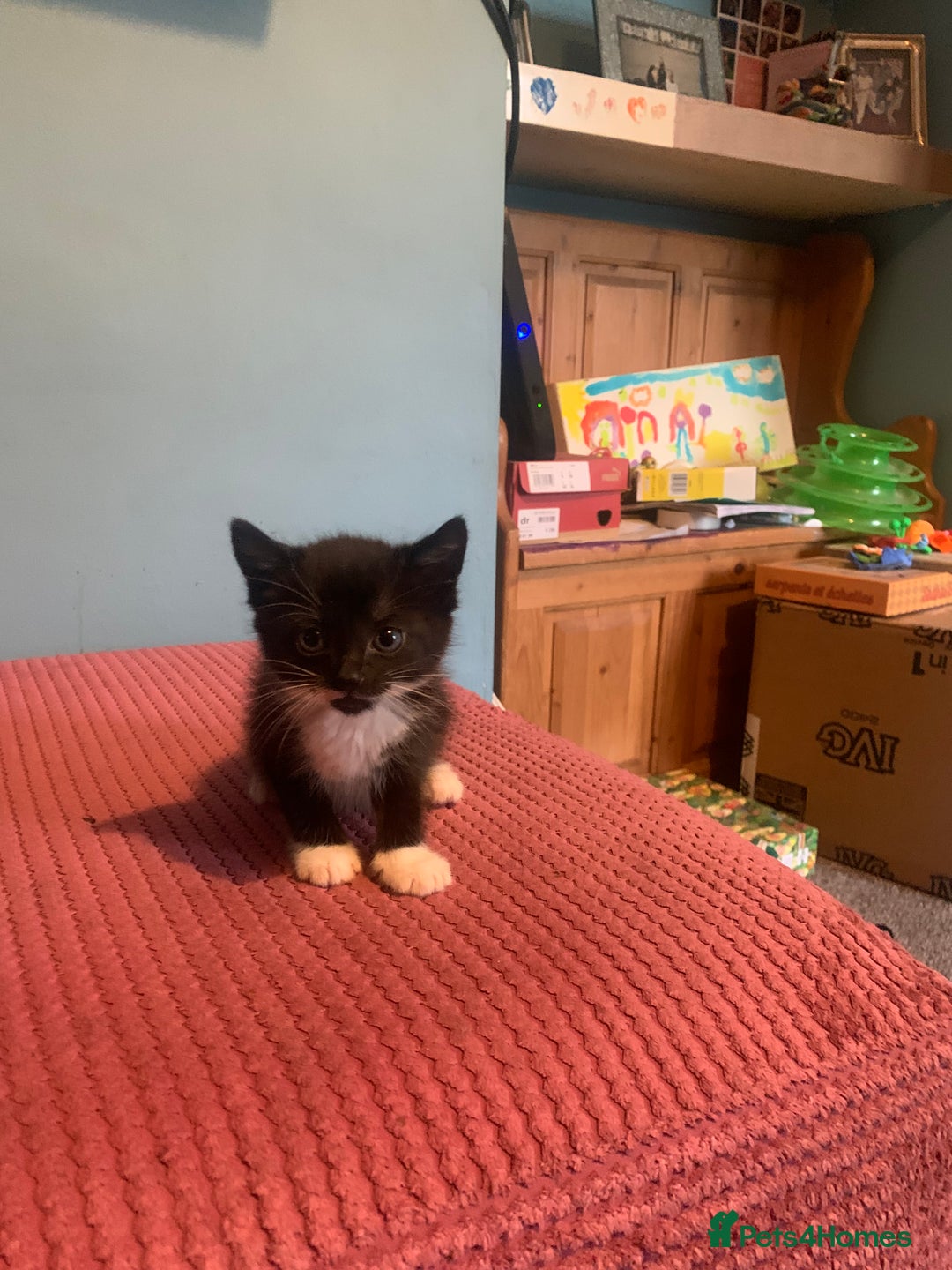 British Shorthair cats for sale: Beautiful kittensSOLD - Image 2
