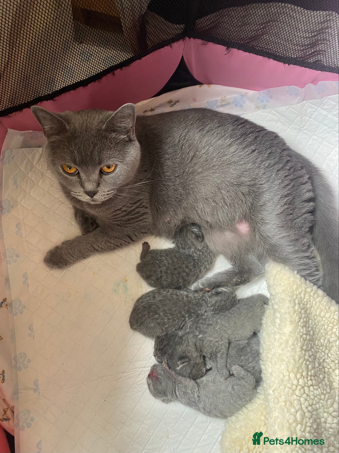 British Shorthair cats for sale: BRITISH kitties READY NOW  - Image 9