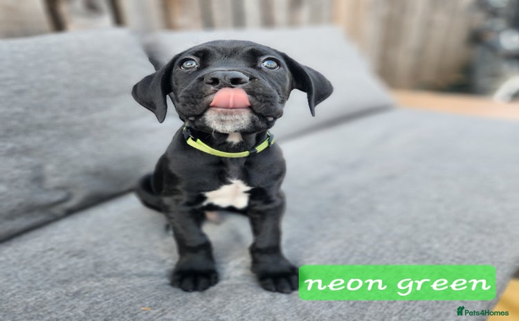 Cane Corso dogs - Advert 10