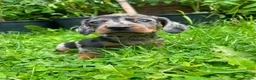 Miniature Dachshund dogs for sale: 🐾 Beautiful Miniature Dachshund Puppies 🐾 - Advert 3