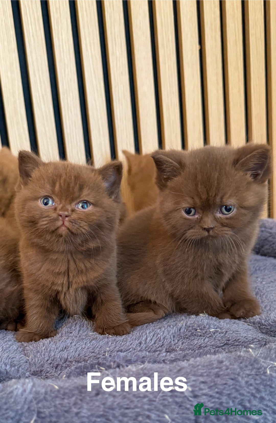 British Shorthair cats for sale: Chocolate/lilac - all cinnamon carriers  - Image 4