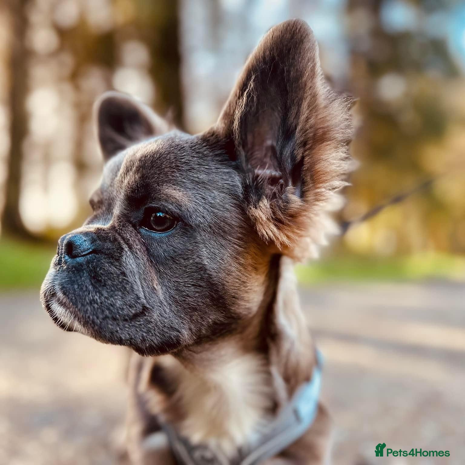 French Bulldog dogs Female Full Visual Fluffy French Bull Dog  - Advert 7