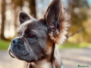 French Bulldog dogs Female Full Visual Fluffy French Bull Dog - Advert 7