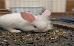 Lionhead rabbits for sale: Mini lionhead and mini lop - Image 1
