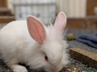 Lionhead rabbits for sale - Advert 1