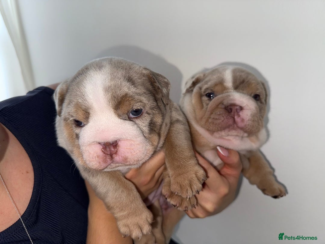 English Bulldog dogs for sale: Beautiful Lilac Tri English Bulldogs - Image 2