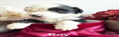 Mixed Breed 1