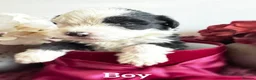 Mixed Breed dogs for sale:  old english sheepdog x bernese mountain dog puppy - Advert 14