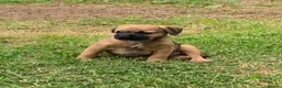 Border Terrier dogs for sale: Champion bred companion  - Advert 13