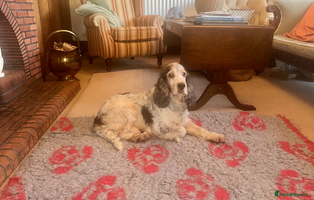 Cocker Spaniel dogs for stud: KC registered DNA tested Show Cocker in Alston - Advert 2