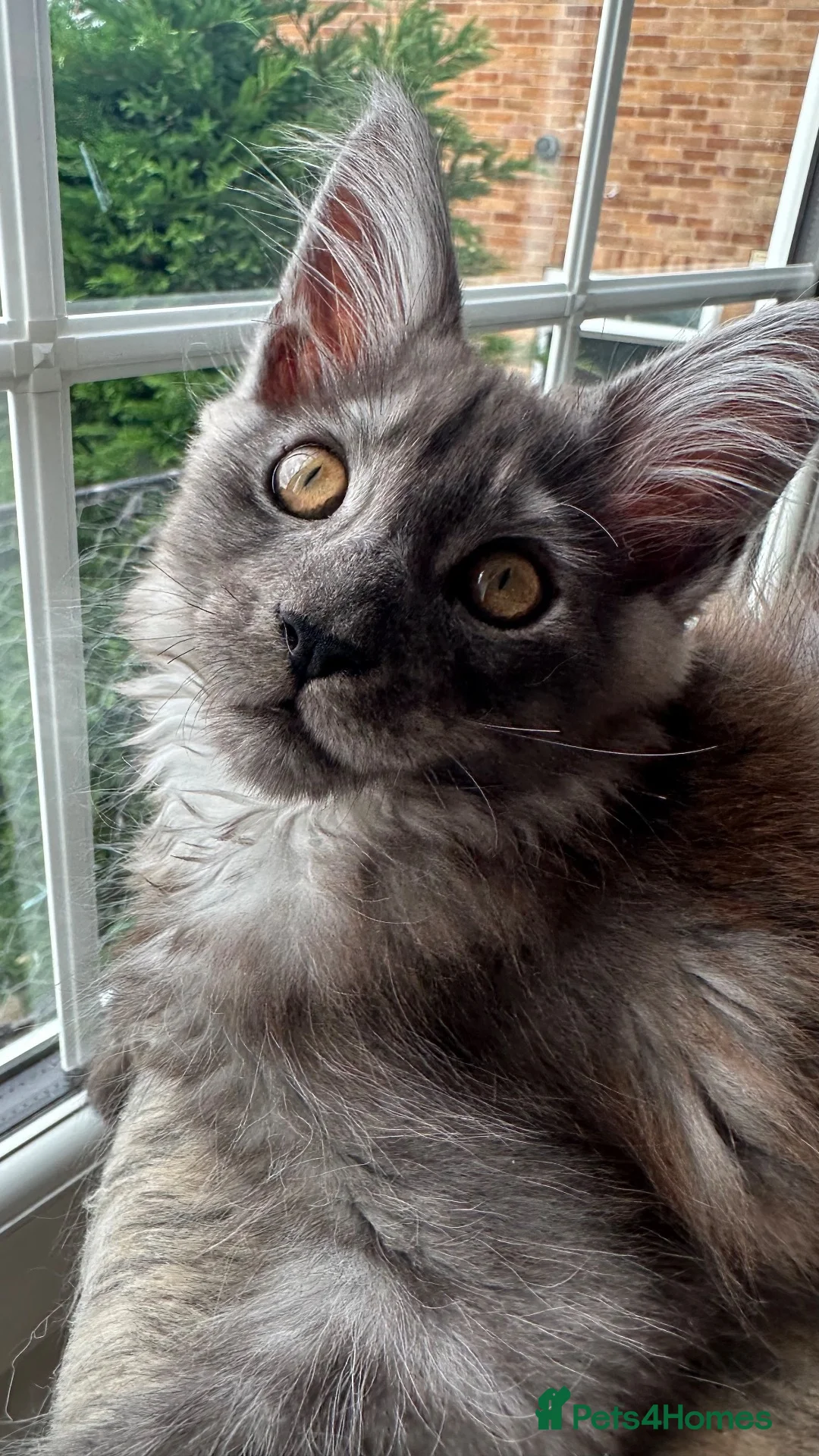Maine Coon cats for sale: Full Main Coon kittens - Advert 1
