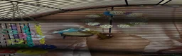 Budgerigars birds for sale: Female budgie for sale in Southampton - Advert 12