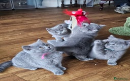 British Shorthair cats for sale: GCCF BSH Blue pedigree kittens for sale - Image 17