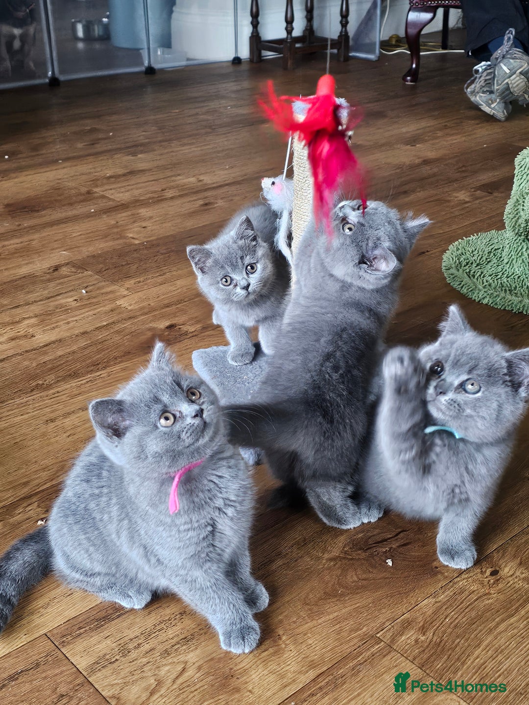 British Shorthair cats for sale: GCCF BSH Blue pedigree kittens for sale - Image 17