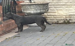 Staffordshire Bull Terrier dogs for sale: Staffordshire bull terrier female  - Image 3