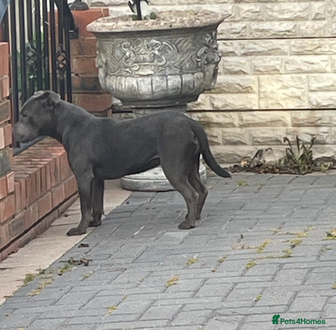 Staffordshire Bull Terrier dogs for sale: Staffordshire bull terrier female  - Image 3