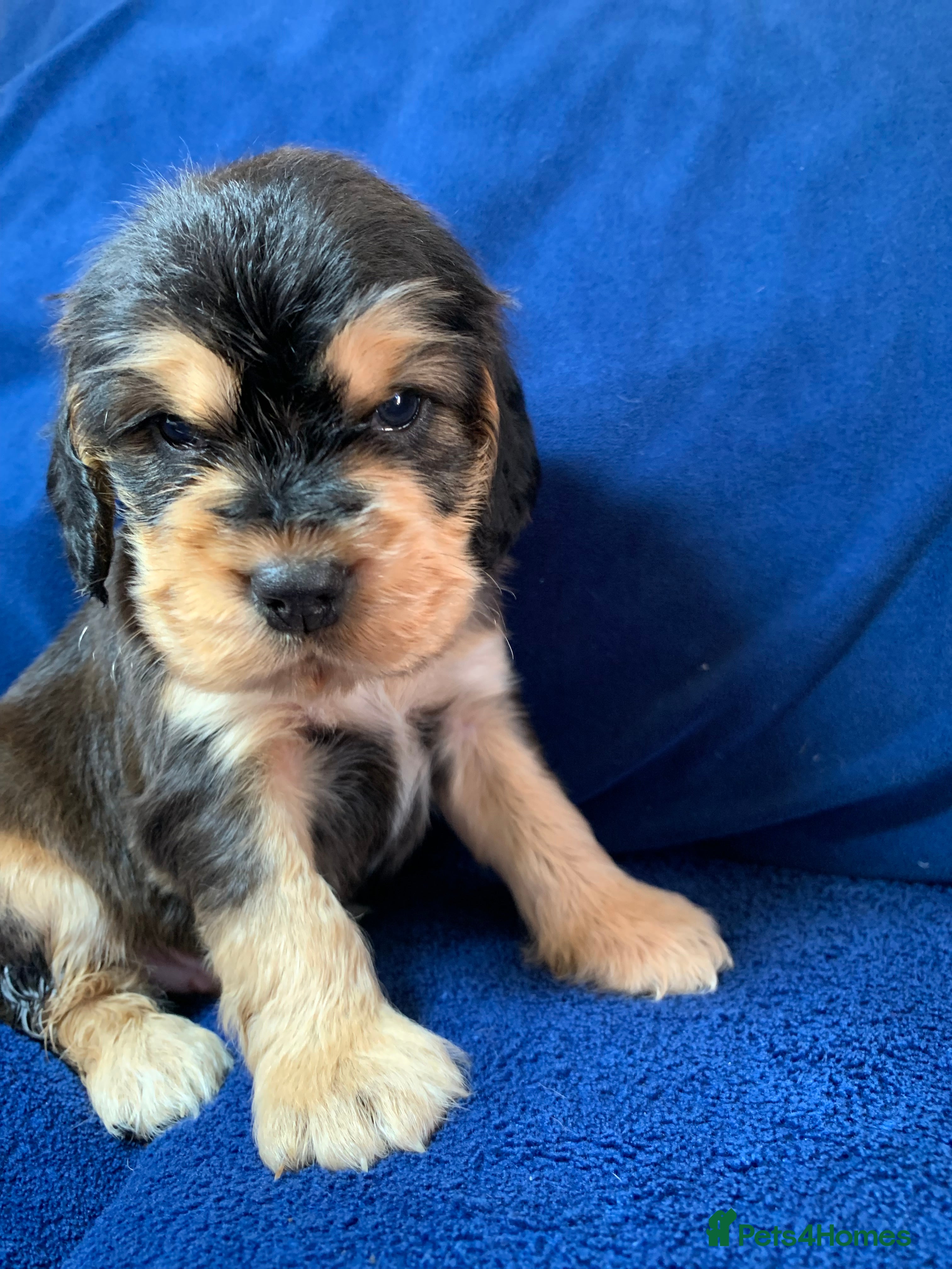 Cocker Spaniel dogs Show type cocker spaniel puppy’s PRA Clear  - Advert 2