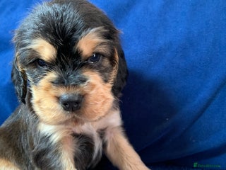 Cocker Spaniel dogs Show type cocker spaniel puppy’s PRA Clear - Advert 1