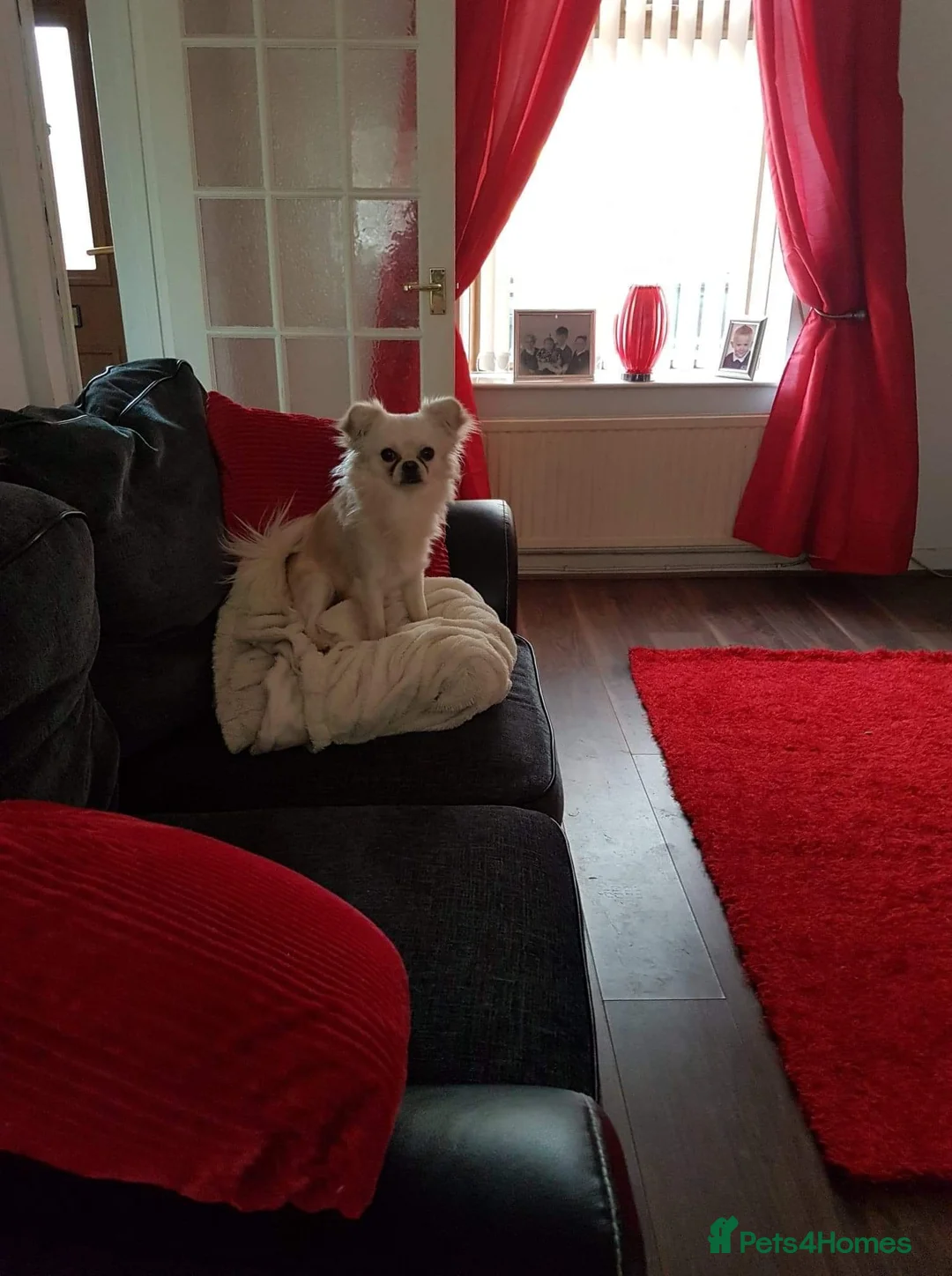 Chihuahua dogs for stud: Sir Tom Jones - Advert 2