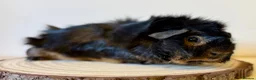 Guinea Pig rodents for sale: Selection of guinea pigs looking for new homes  - Advert 6