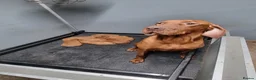 Hungarian Vizsla dogs for sale: Stunning Working Bred KC Hungarian Vizsla puppies  - Advert 22