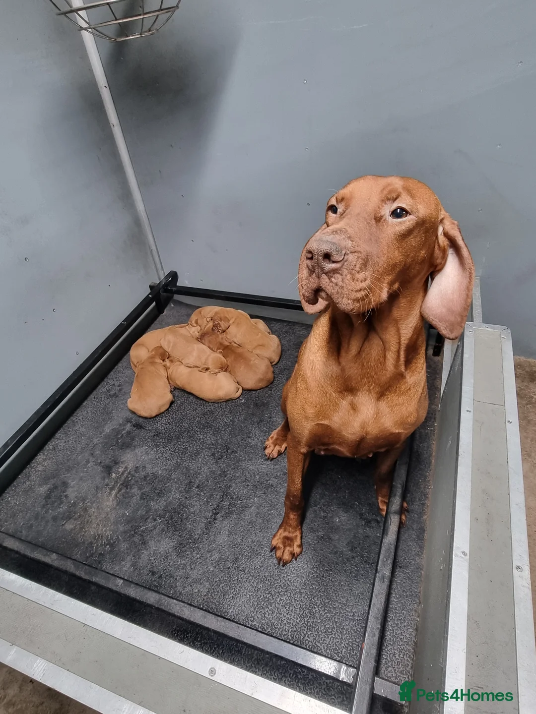 Hungarian Vizsla dogs for sale: Stunning Working Bred KC Hungarian Vizsla puppies  - Advert 22