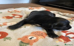 Springador dogs for sale: Springadors from working puppies  - Image 13