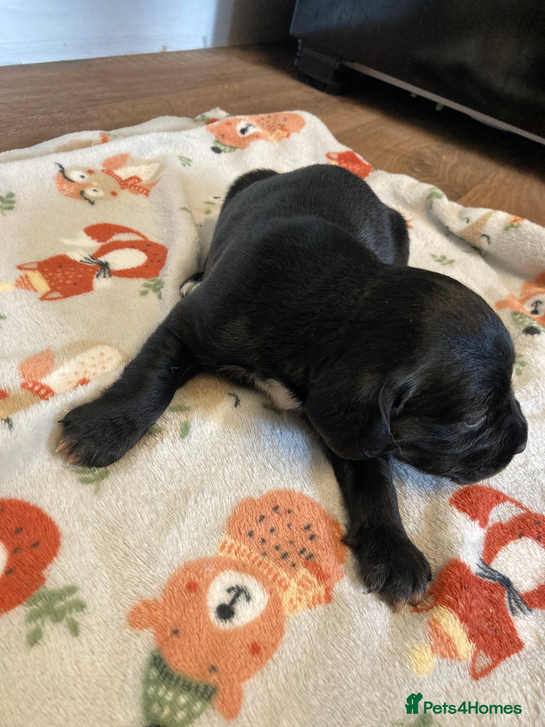 Springador dogs for sale: Springadors from working puppies  - Image 13