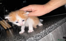 Mixed Breed cats for sale: 7 Mixed Kittens - Ginger, Tabby, Calico, White - Advert 19