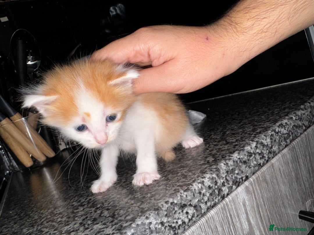 Mixed Breed cats for sale: 7 Mixed Kittens - Ginger, Tabby, Calico, White - Advert 19