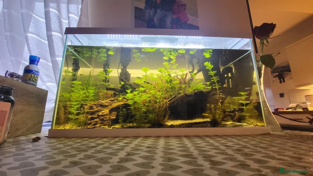 Gouramis fish for sale: Fish for sale - Advert 2