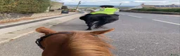 Irish Thoroughbred horses for sale: Millie’s Flying  - Advert 5