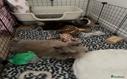 Lionhead rabbits for sale: X2 rabbits for sale - Image 3