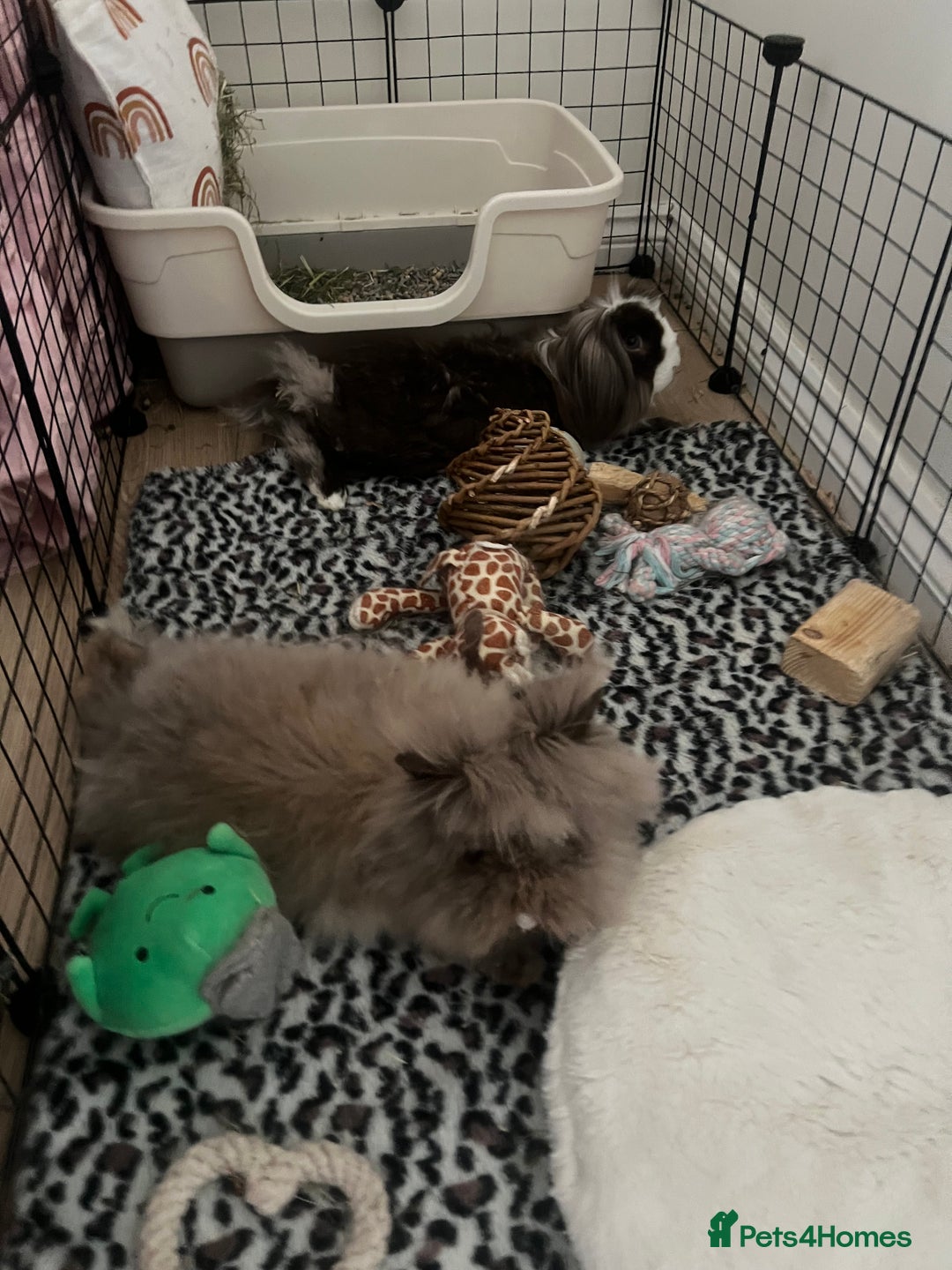 Lionhead rabbits for sale: X2 rabbits for sale - Image 3
