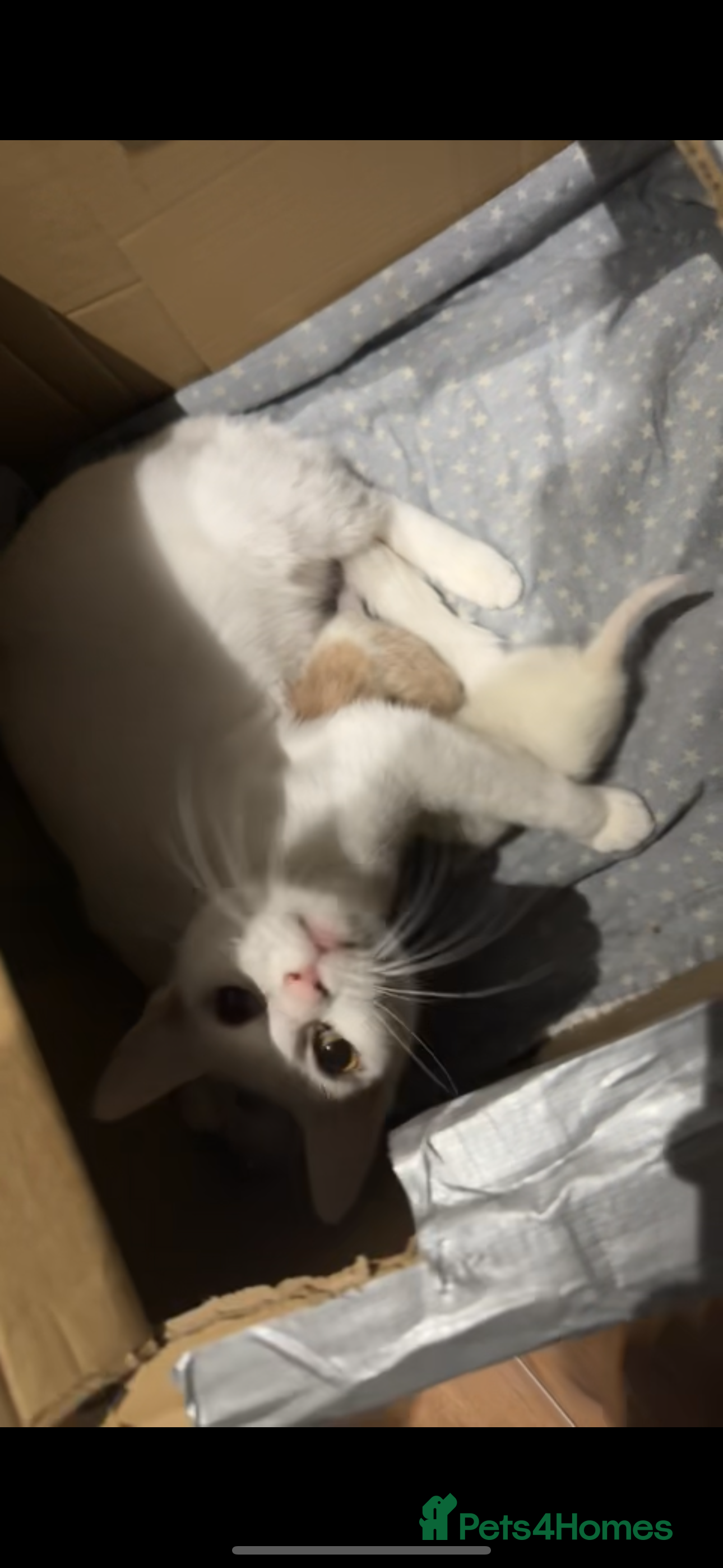 Turkish Angora cats Rare coloured kittens 🐱 😍 - Advert 1