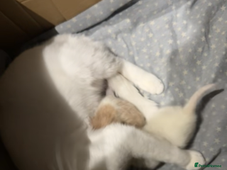 Turkish Angora cats Rare coloured kittens 🐱 😍 - Advert 1