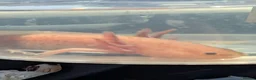 Axolotl reptiles for sale: Copper axanthic Melanoid baby Axolotl - Advert 9