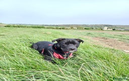 Rottweiler dogs for stud: Rottweiler cross for stud - Image 9
