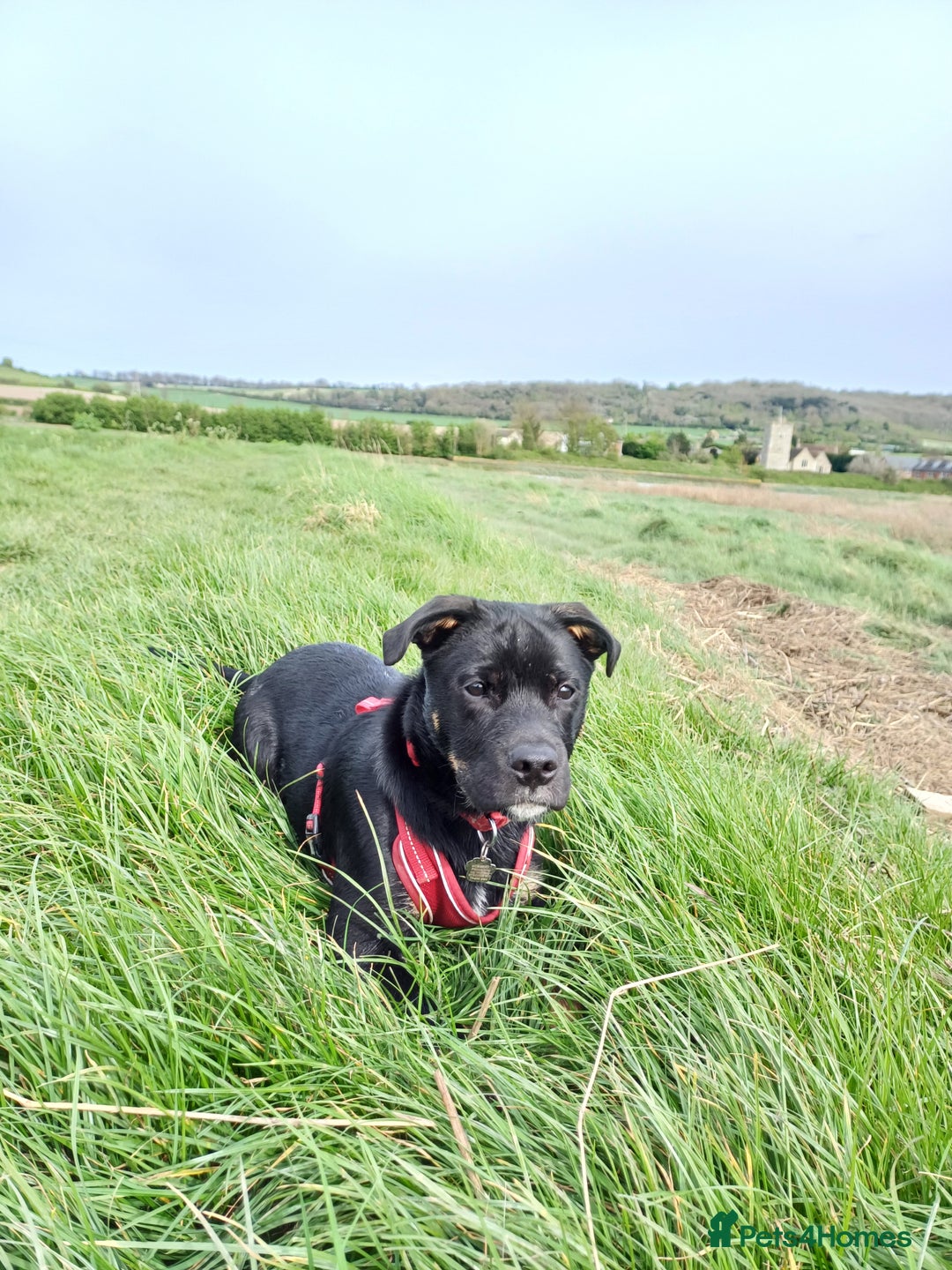 Rottweiler dogs for stud: Rottweiler cross for stud - Image 9