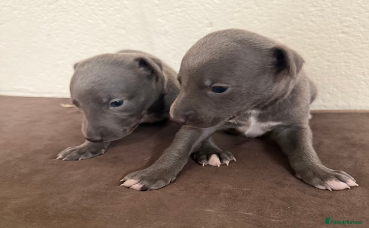 Whippet dogs - Advert 1