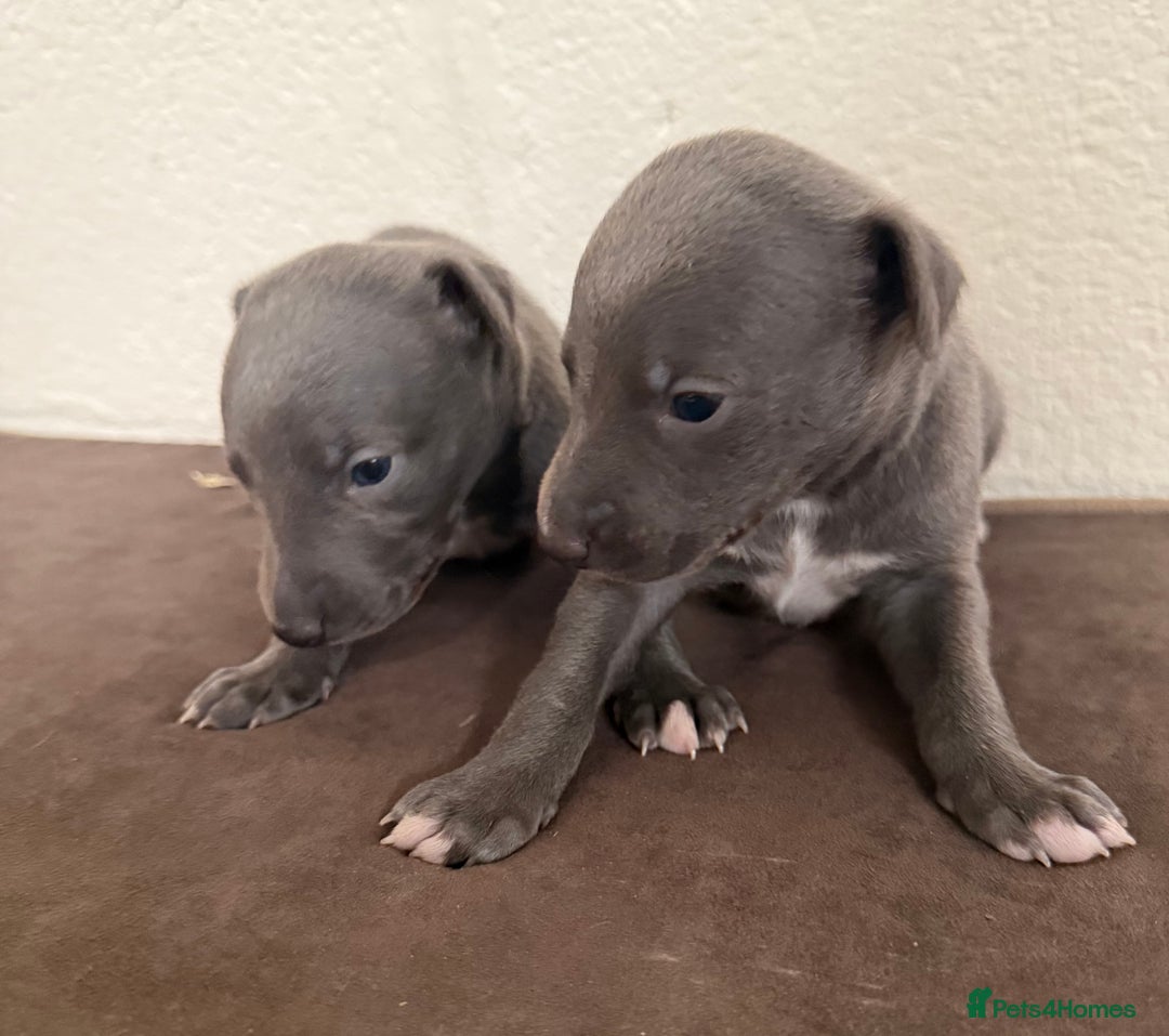 Whippet dogs for sale: 	“KC Reg Blue Boy's  – Absolutely Adorable!” - Image 3