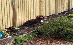 Cocker Spaniel dogs for sale: Lilah female spade cocker spaniel seeking rehoming - Advert 16