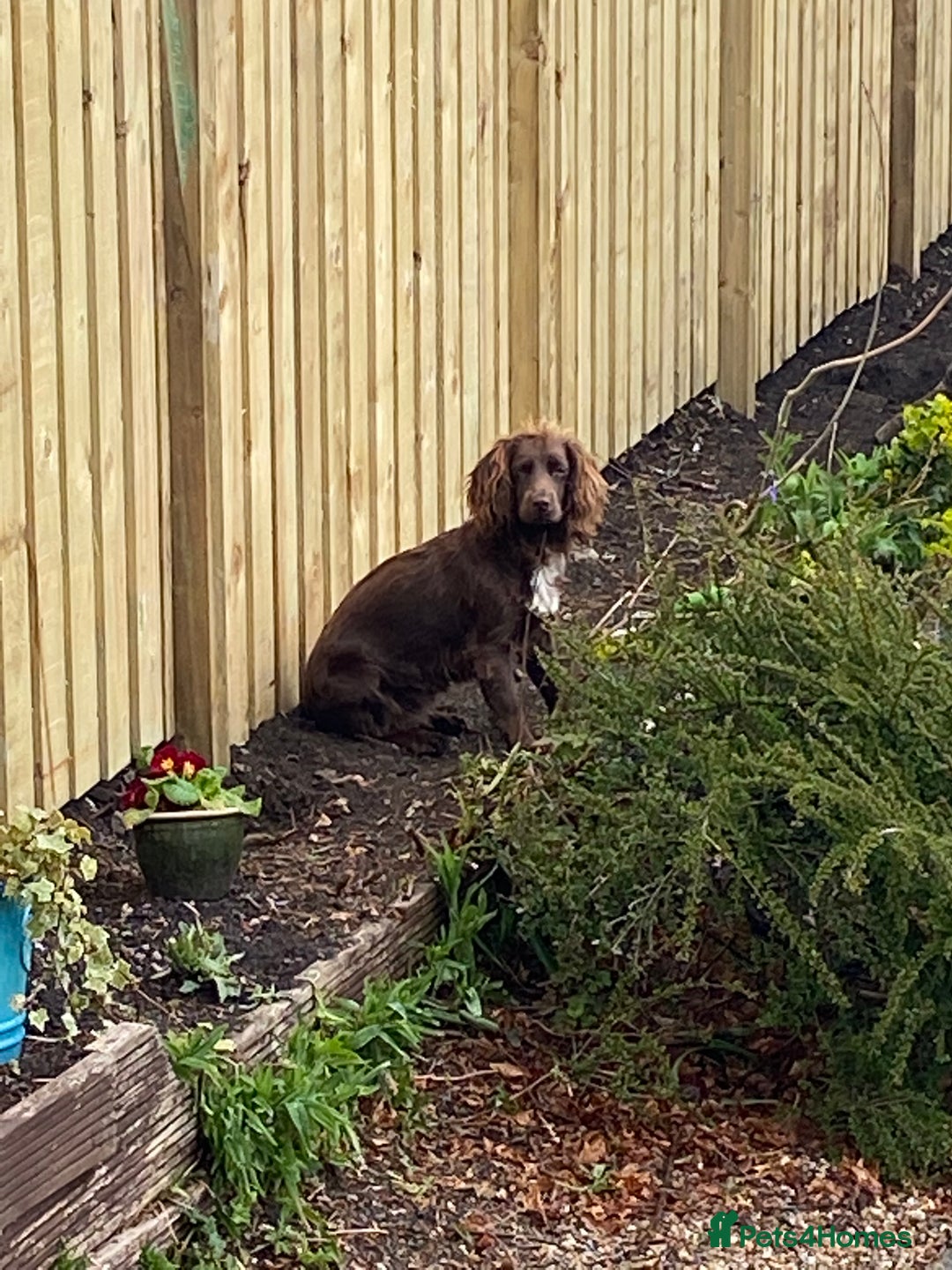 Cocker Spaniel dogs for sale: Lilah female spade cocker spaniel seeking rehoming - Advert 16