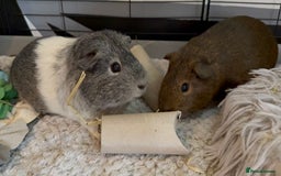 Guinea Pig rodents for sale: Two Adorable Guinea Pigs Looking for a Loving Home - Image 5